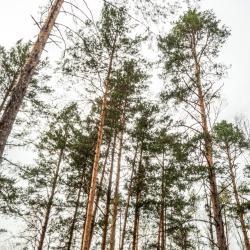 Фото Парк-отель Вудлэнд Кэмп