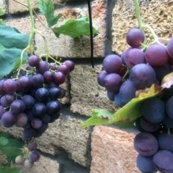 Фото Отель Вилла Лаванда