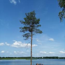Фото Вселуг Парк-отель