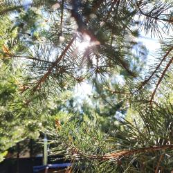 Фото Отель Кусочек рая в соснах