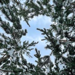 Фото Отель Кусочек рая в соснах