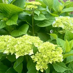 Фото Отель Рита