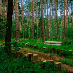 Фото Отель Лесная база «Папоротник»
