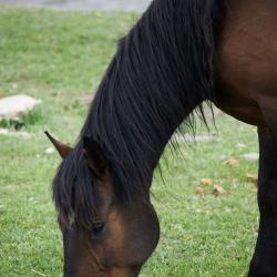 Фото Отель Koksa Camp (Кокса Камп)