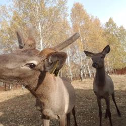 Фото Отель Застава