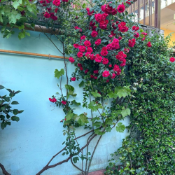 Фото Отель Милана