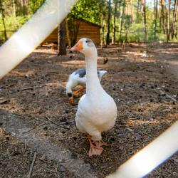 Фото Парк-отель Песчаный