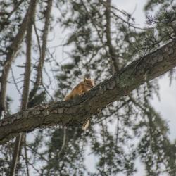 Фото Отель Актер Руза