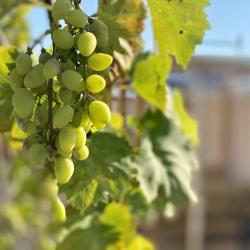 Фото Отель Лютик