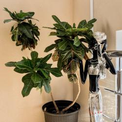 Фото Отель Кипарис