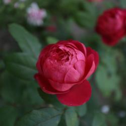 Фото Отель Астра