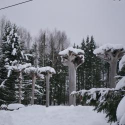 Фото Отель Живица