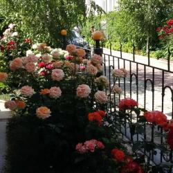 Фото Отель Сон