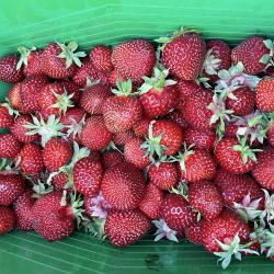 Фото Отель Гостевой комплекс Сосны