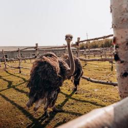 Фото Отель на Страусиной ферме