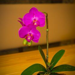 Фото Отель Оскар