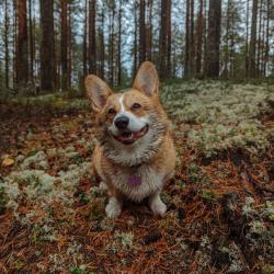 Фото Отель Глэмпинг NewCamp Эссойла (Ньюкэмп Эссойла)