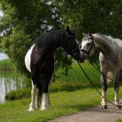 Фото Парк-Отель Басовское