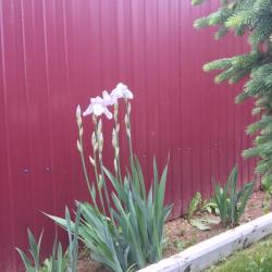 Фото Отель Алмаз