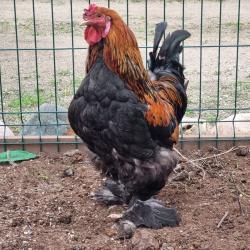 Фото Отель Мамин уют