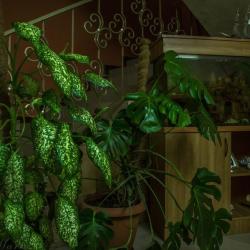 Фото Отель Старая мельница