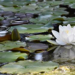 Фото Отель Любимая Усадьба