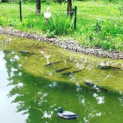 Фото Отель Русь