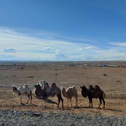 Фото Отель Алтайдом Белогорье