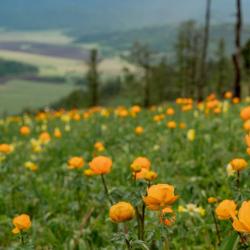 Коттедж стандарт