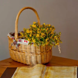 Фото Отель Plantage на Пионерской (Плантаж)