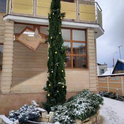 фото 49 Кипарис