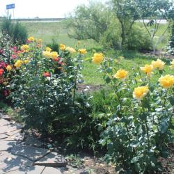 Фото Отель Роза Ветров