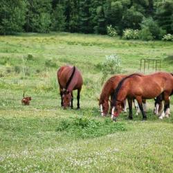 Фото Отель Гостиный дворик
