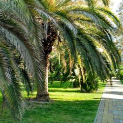 Фото Отель Viva Магнолия (Вива)