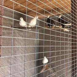 Фото Отель Belvedere (Бельведер)