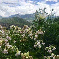 3-местная комната стандарт с видом на горы