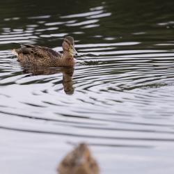 Фото Отель Мятный сад