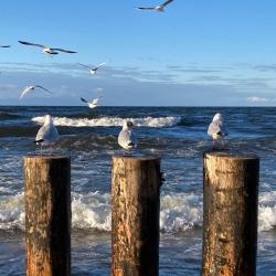 Фото Отель Дом на Дюне