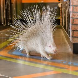 Фото Отель Покровское-Дивное