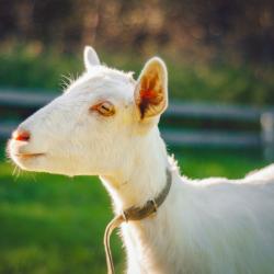 Фото Отель Маленькая Сербия