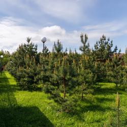 3-местный Коттедж в лесу №7