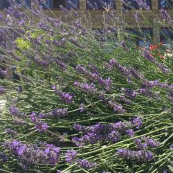 Фото Отель Вилла Лаванда