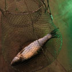 Фото Отель Белуга