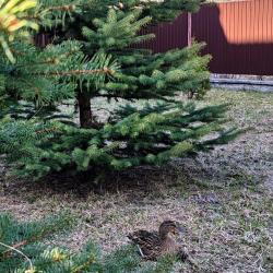 Фото Отель Astra SPA hotel (Астра)