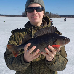 Фото Отель Гостевой комплекс Сосны