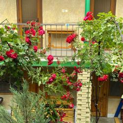 2-местная комната комфорт с 1 двуспальной кроватью
