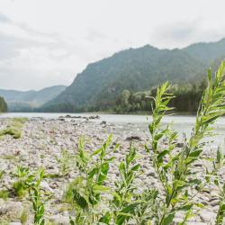 Фото Отель Altay Bereg (Алтай Берег)