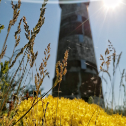 Фото Отель Гостевой комплекс Сосны