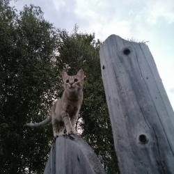 Фото Отель Гостевой дом Окулова Заимка