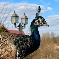 Фото Эко-отель Шанти